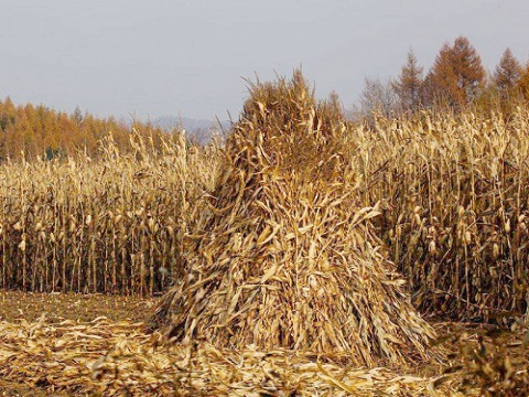 Corn stalks